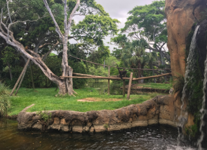 A monkey enclosure at the Palm Beach zoo. Just a small fence, and shallow moat. It's expected that stupid people won't try to enter the habitat. 