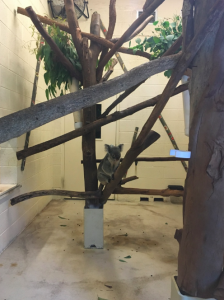 Old school enclosure at the Palm Beach Zoo. The Koalas are kept in a small exhibit, behind glass. People can't get in, but it's not much fun for them. 